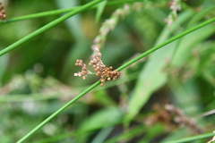 Juncus decipiens