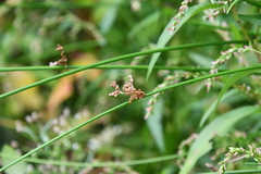 Juncus decipiens