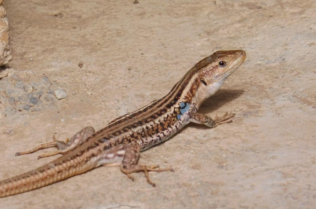 Peloponnese Wall Lizard