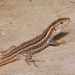 Peloponnese Wall Lizard - Photo (c) Vasileia, some rights reserved (CC BY-NC), uploaded by Vasileia