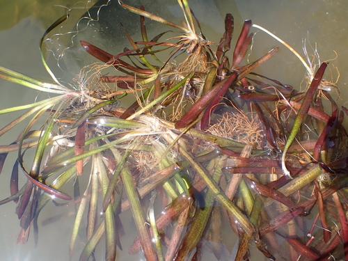 Vallisneria spiralis image