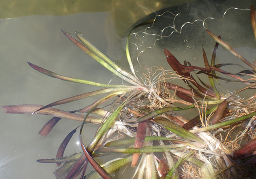 Tapegrass