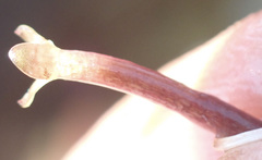 Vallisneria spiralis image