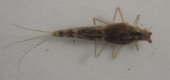 Machadorythus maculatus