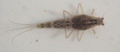 Machadorythus maculatus