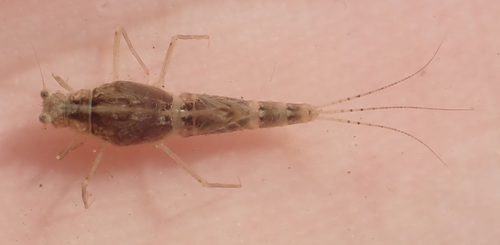 Pop-eyed Mayfly