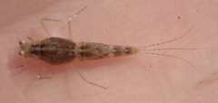 Machadorythus maculatus