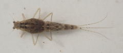 Machadorythus maculatus