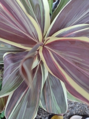 Cordyline fruticosa