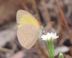 Eurema herla