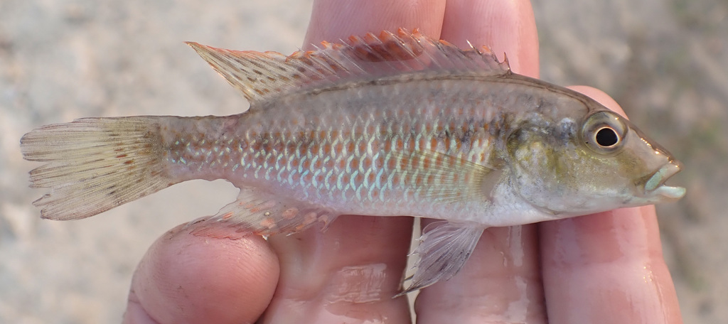 Zambezi bream (Pharyngochromis acuticeps) — Cichlidae