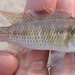 Zambezi Bream - Photo (c) National Geographic Okavango Wilderness Project, some rights reserved (CC BY-NC), uploaded by National Geographic Okavango Wilderness Project