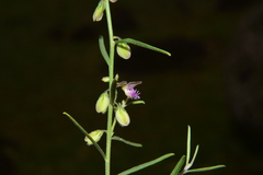 Polygala erioptera