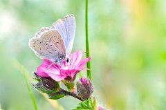 Icaricia icarioides missionensis