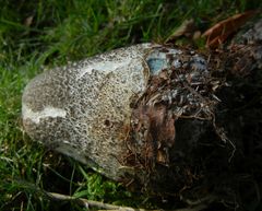 Leccinum