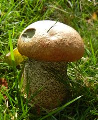 Leccinum