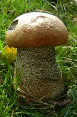 Leccinum