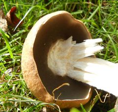 Leccinum