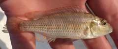 Pharyngochromis acuticeps
