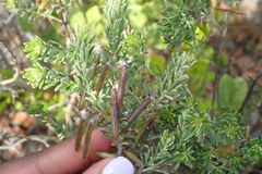 Indigofera sulcata