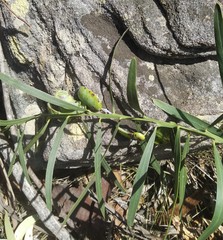 Acacia suaveolens