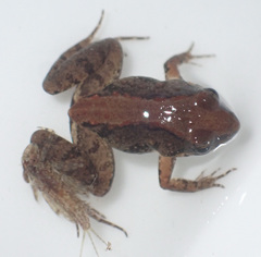 Phrynobatrachus parvulus