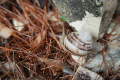 Helix secernenda
