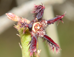 Caralluma adscendens