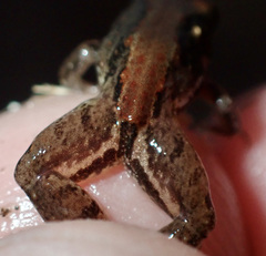 Phrynobatrachus parvulus