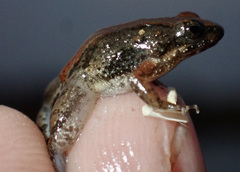 Phrynobatrachus parvulus