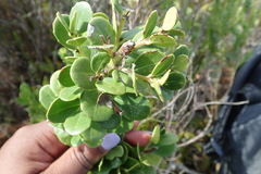 Searsia crenata