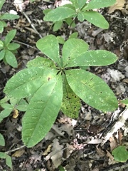 Rhododendron luteum