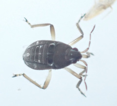 Microveliinae