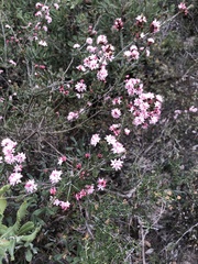 Calytrix alpestris