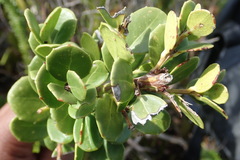 Searsia crenata