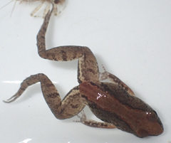 Phrynobatrachus parvulus