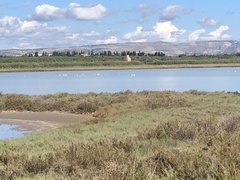 Phoenicopterus roseus