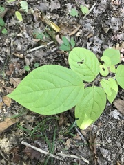 Styracaceae