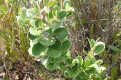 Searsia crenata