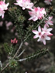 Calytrix alpestris