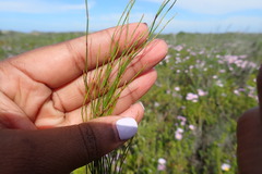 Elegia microcarpa