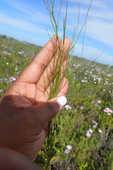 Elegia microcarpa