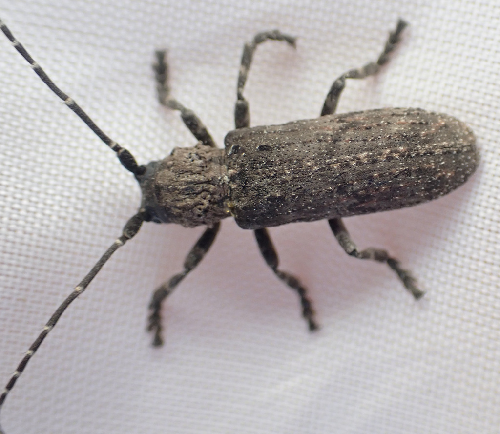 Hecyra tenebrioides