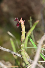 Caralluma adscendens