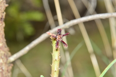 Caralluma adscendens