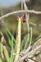 Caralluma adscendens