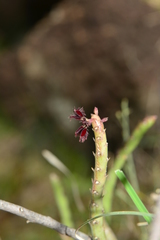 Caralluma adscendens