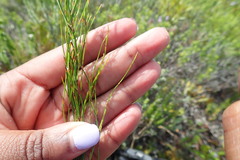 Elegia microcarpa