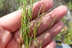 Elegia microcarpa