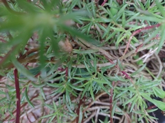 Suaeda australis